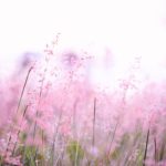 pink-flowers-photography-1128797